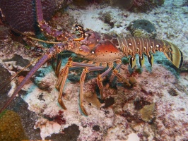 Spiny Lobster IMG 4783